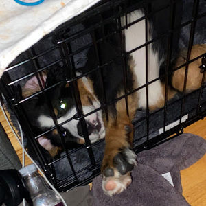 Meet your Posher, Sophia